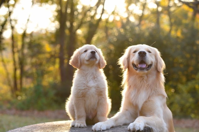 もふもふの犬